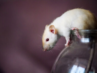 spinal cord in mice