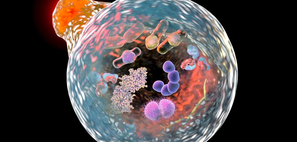 Batten, Other Lysosomal Storage Diseases Have Abnormal Autophagy