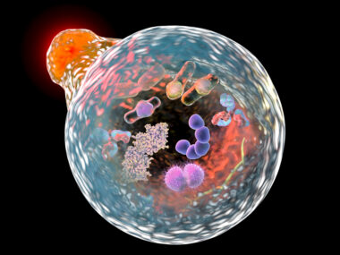 cellular recycling process