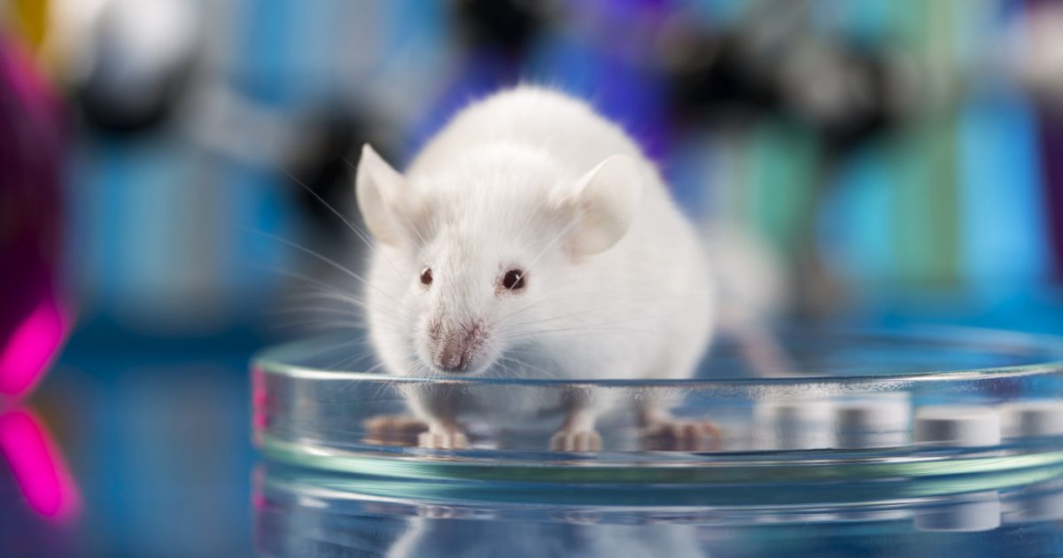 New Approach to Treat CLN3 Disease Shows Promise in Mouse Model